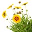 A Lucky Dip Selection! Coreopsis - 13cm x 3 Pot BeddingAlternative Image1