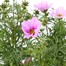 A Lucky Dip Selection! Cosmos - 3 x 13cm Pot Bedding Alternative Image