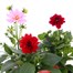 A Lucky Dip Selection! Dahlia - 3 x 13cm Pot Bedding Alternative Image