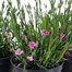 A Lucky Dip Selection! Dianthus - 3 x 1.5L Pot Bedding Alternative Image