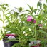 A Lucky Dip Selection! Dianthus Dart Mixed - 3 x 13cm Pot Bedding Alternative Image