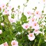 A Lucky Dip Selection! Diascia - 13cm x 3 Pot BeddingAlternative Image1