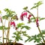 A Lucky Dip Selection! Dicentra - 3 x 3L Pot Bedding Alternative Image