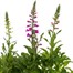 A Lucky Dip Selection! Digitalis - 3 x 3L Pot BeddingAlternative Image1