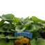 A Lucky Dip Selection! Doronicum - 3 x 3L Pot Bedding Alternative Image