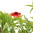 Longacres Choice - Echinacea - 3 x 2L Pot Perennial Alternative Image