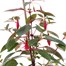 A Lucky Dip Selection! Fuchsia - 3L Pot Bedding Alternative Image