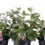 A Lucky Dip Selection! Fuchsia Bush - 3 x 13cm Pot Bedding Alternative Image
