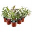 A Lucky Dip Selection! Fuchsia Bush Mixed - 6 x 10.5cm Pot BeddingAlternative Image1