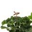 A Lucky Dip Selection! Geranium - 3 x 13cm Pot Bedding Alternative Image