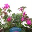 A Lucky Dip Selection! Geranium Hardy - 3 x 3L Pot Bedding Alternative Image