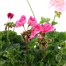A Lucky Dip Selection! Geranium Upright Mixed - 3 x 2L Pot Bedding Alternative Image