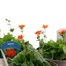 A Lucky Dip Selection! Geum - 3 x 2L Pot Bedding Alternative Image