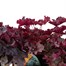 Longacres Choice - Heuchera - 3 x 2L Pot Perennial Alternative Image