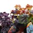 A Lucky Dip Selection! Heuchera - 3 x 3L Pot Bedding Alternative Image