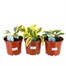 A Lucky Dip Selection! Hosta - 3 x 3L Pot Bedding Alternative Image