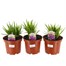 A Lucky Dip Selection! Liatris - 3 x 3L Pot Bedding Alternative Image