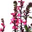 A Lucky Dip Selection! Lobelia - 3 x 3L Pot BeddingAlternative Image1