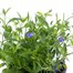 A Lucky Dip Selection! Lobelia Trio Mixed - 3 x 13cm Pot Bedding Alternative Image
