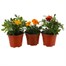 A Lucky Dip Selection! Marigold Mixed 3 x 13cm Pot BeddingAlternative Image1