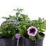 A Lucky Dip Selection! Mixed Variety Trio - 3 x 13cm Pot Bedding Alternative Image