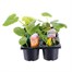 Carry Home Pack - Mixed Vegetables - 6 x 10.5cm Pot Vegetable Alternative Image
