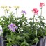 A Lucky Dip Selection! Nemesia - 3 x 13cm Pot Bedding Alternative Image