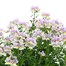 A Lucky Dip Selection! Nemesia - 6.5L Pot BeddingAlternative Image1