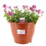 A Lucky Dip Selection! Nemesia - 6.5L Pot BeddingAlternative Image2