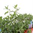 A Lucky Dip Selection! Nepeta - 3 x 3L Pot Bedding Alternative Image