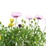 A Lucky Dip Selection! Osteospermum - 3 x 13cm Pot Bedding Alternative Image