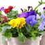 Longacres Choice - Pansy - 3 x 2L Pot Bedding Alternative Image