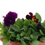 A Lucky Dip Selection! Pansy Cool Wave Sabina Mixed - 2 x 20cm Pot Bedding Alternative Image