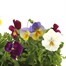 A Lucky Dip Selection! Pansy Cool Wave Trailing 6 x 10.5cm Pot BeddingAlternative Image1