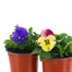 A Lucky Dip Selection! Pansy Cool Wave Trailing - 6 x 10.5cm Pot Bedding Alternative Image