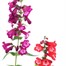 A Lucky Dip Selection! Penstemon - 13cm x 3 Pot BeddingAlternative Image1