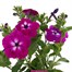 A Lucky Dip Selection! Petunia Sanguna - 13cm x 3 Pot BeddingAlternative Image1