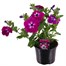 A Lucky Dip Selection! Petunia Sanguna - 13cm x 3 Pot BeddingAlternative Image2
