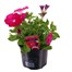 A Lucky Dip Selection! Petunia Sanguna - 13cm x 3 Pot BeddingAlternative Image3