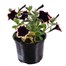 A Lucky Dip Selection! Petunia Sanguna - 13cm x 3 Pot BeddingAlternative Image4