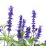 A Lucky Dip Selection! Salvia - 13cm x 3 Pot BeddingAlternative Image1