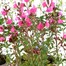 Longacres Choice - Salvia - 3 x 2L Pot Perennial Alternative Image