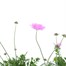 A lucky Dip Selection! Scabiosa - 3 x 3L Pot Bedding Alternative Image