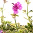 A Lucky Dip Selection! Silene - 3 x 3L Pot Bedding Alternative Image