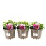 A Lucky Dip Selection! Sweet Pea Mixed - 3 x 2L Pot Bedding Alternative Image