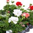 A Lucky Dip Selection! Geranium Upright Mixed - 15 x 10.5cm Bedding Tray Alternative Image