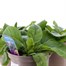 A lucky Dip Selection! Verbascum - 3 x 2L Pot Bedding Alternative Image