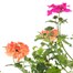 A Lucky Dip Selection! Verbena - 3 x 13cm Pot BeddingAlternative Image1