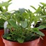 A lucky Dip Selection! Verbena - 3 x 3L Pot Bedding Alternative Image