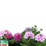 A Lucky Dip Selection! Verbena Trio - 3 x 2L Pot Bedding Alternative Image